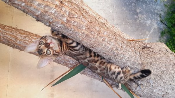 Cuccioli di gatto del Bengala  | Foto 1