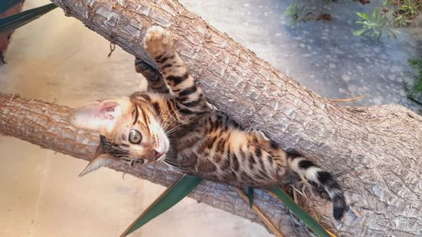 Cuccioli di gatto del Bengala  | Foto 0