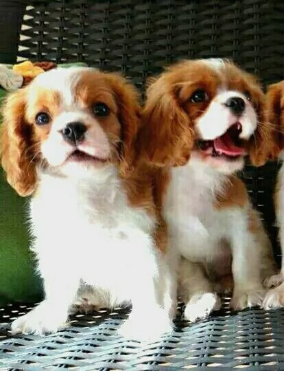 Cavalier King Charles Spaniel cuccioli pronti ora | Foto 0