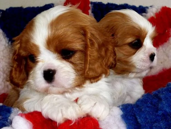 Cavalier King Charles Spaniel cuccioli pronti ora