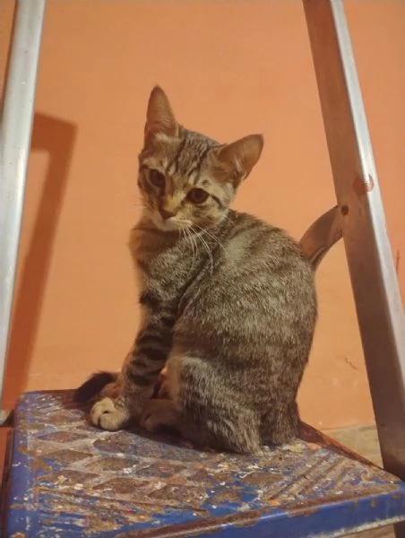 Gattini da dare in adozione Bagheria PA
