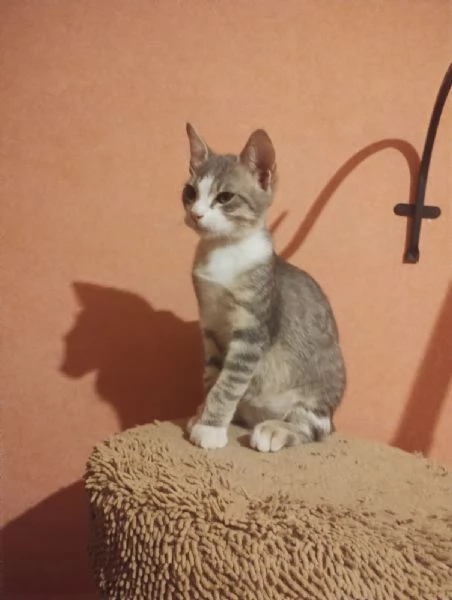 Gattini da dare in adozione Bagheria PA | Foto 0