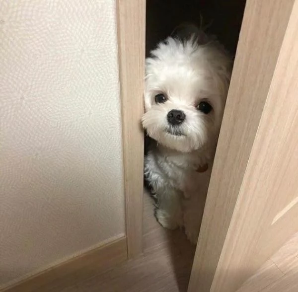 Maltese Toy cuccioli maschio e femmina