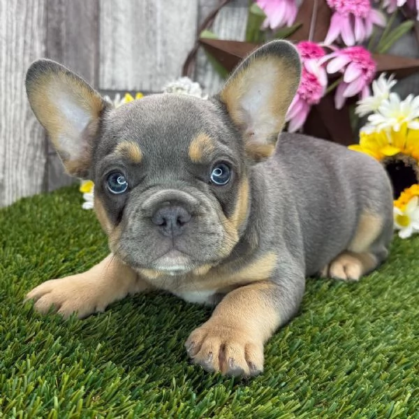  Bulldog Francese cuccioli maschio e femmina