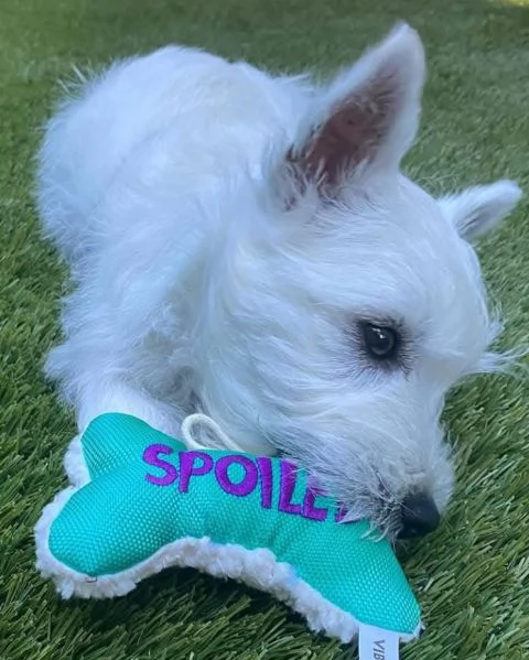 West Highland White Terrier cuccioli maschio e femmina | Foto 0
