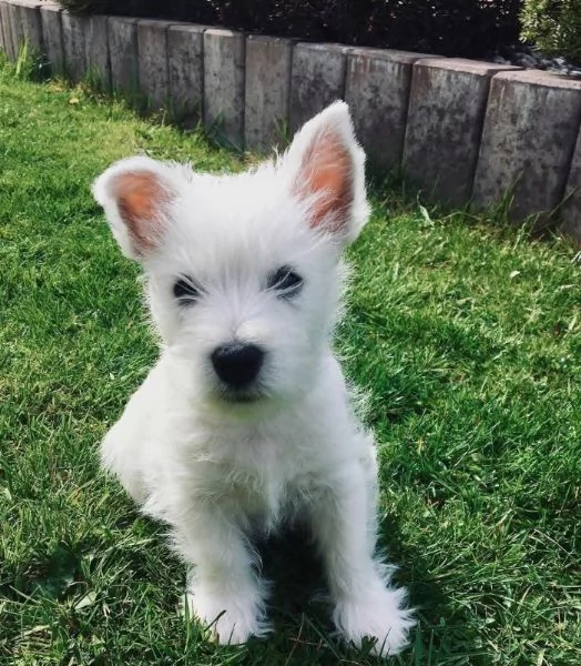 West Highland White Terrier cuccioli maschio e femmina