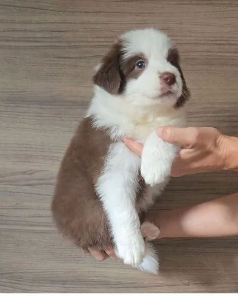 Border Collie cuccioli maschio e femmina | Foto 1