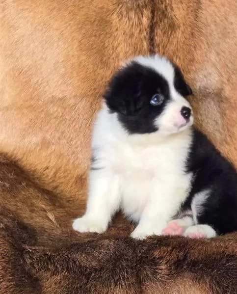 Border Collie cuccioli maschio e femmina