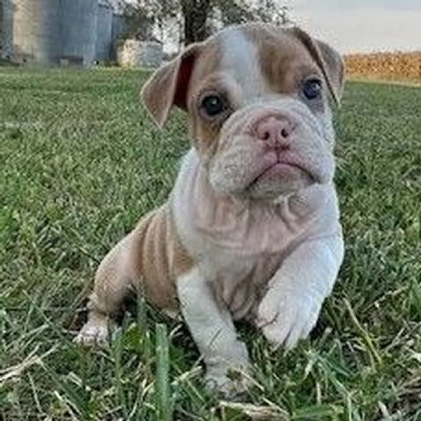 Bulldog Inglese cuccioli maschio e femmina | Foto 0