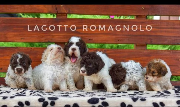 Dalmata cuccioli maschio e femmina
