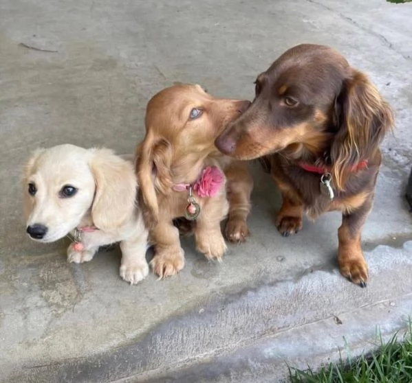 Barboncino Toy cuccioli maschio e femmina