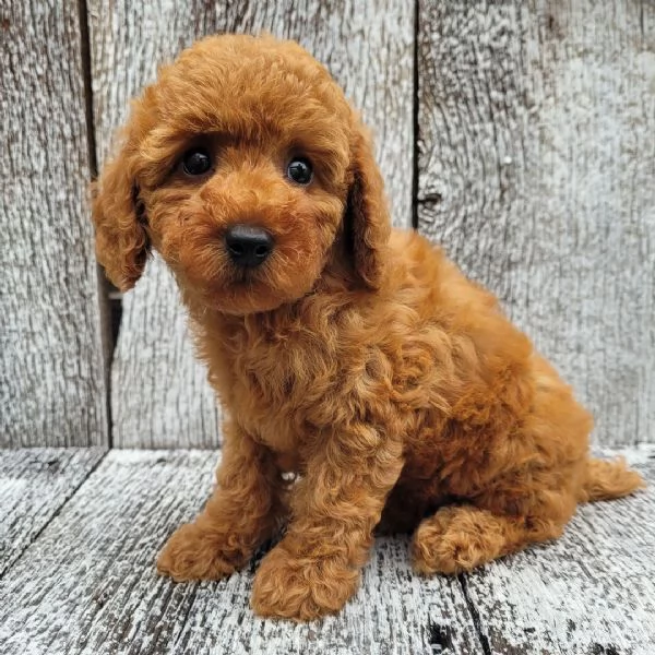 Barboncino Toy cuccioli maschio e femmina