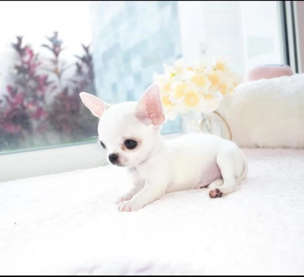 Chihuahua Toy cuccioli maschio e femmina | Foto 0
