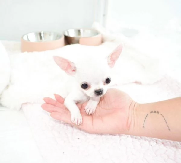 Chihuahua Toy cuccioli maschio e femmina