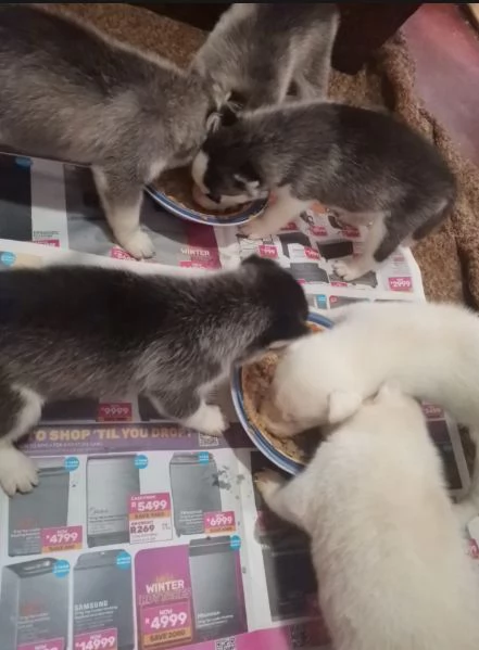 Siberian Husky cuccioli maschio e femmina | Foto 0