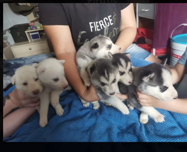 Siberian Husky cuccioli maschio e femmina