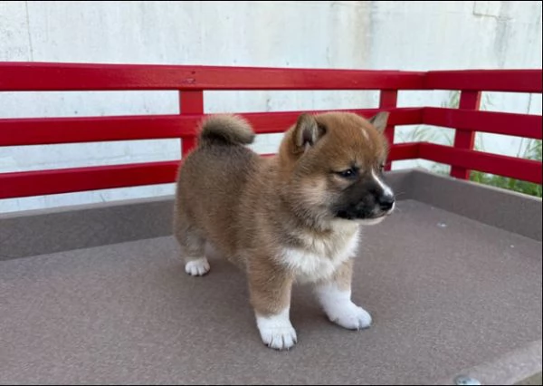 Shiba Inu cuccioli maschio e femmina | Foto 0