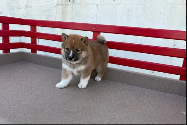 Shiba Inu cuccioli maschio e femmina
