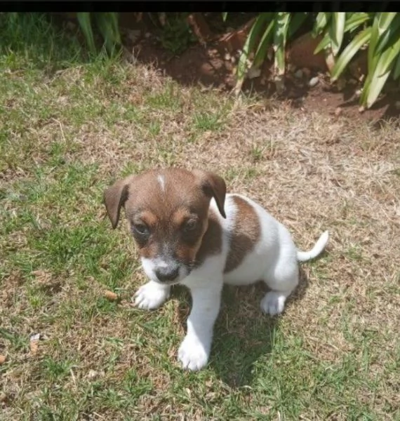 Jack Russell cuccioli maschio e femmina | Foto 0