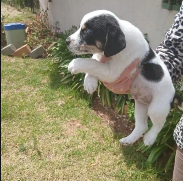 Jack Russell cuccioli maschio e femmina
