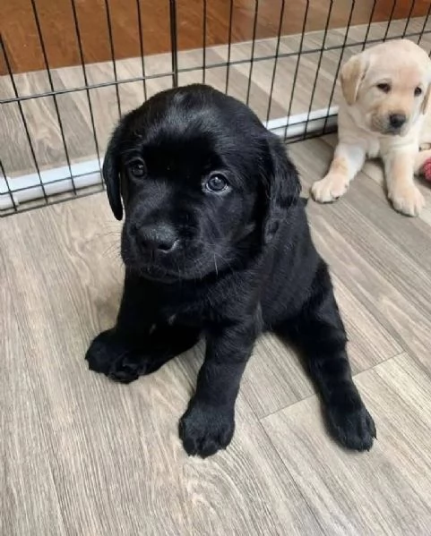  Labrador Retriever cuccioli maschio e femmina