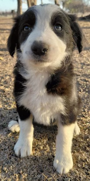 Border Collie cuccioli maschio e femmina | Foto 0