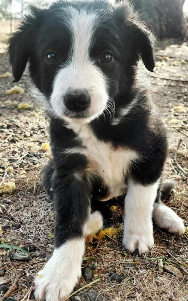 Border Collie cuccioli maschio e femmina