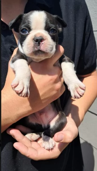 Boston terrier cuccioli maschio e femmina | Foto 0