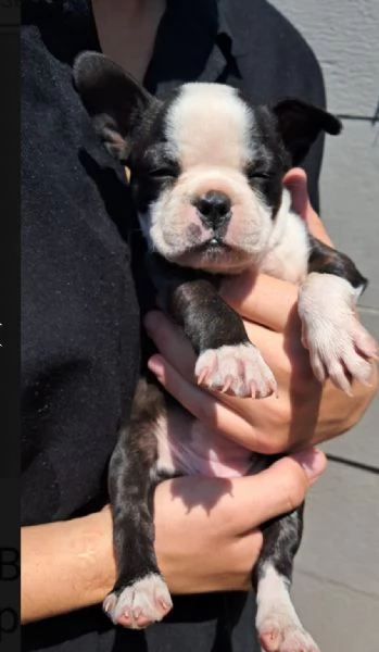 Boston terrier cuccioli maschio e femmina