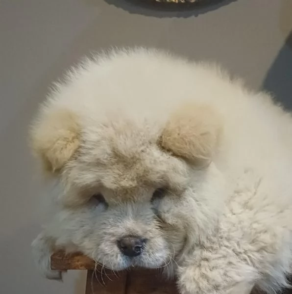 Chow chow  cuccioli maschio e femmina | Foto 0