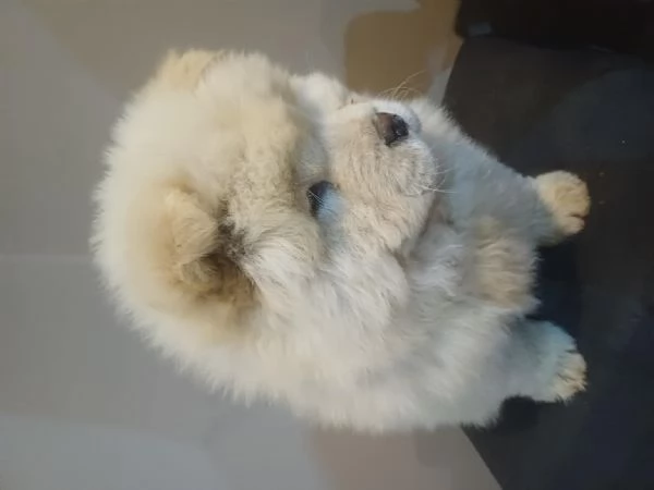 Chow chow  cuccioli maschio e femmina