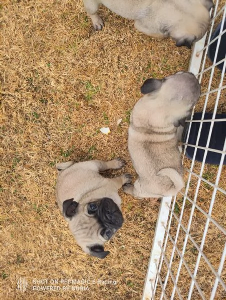 Carlino Pug cuccioli maschio e femmina | Foto 0