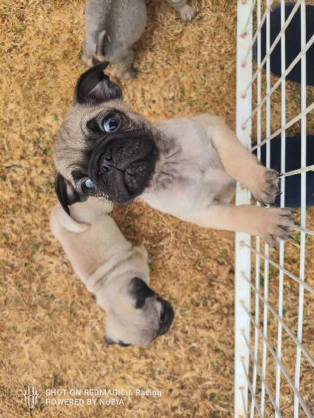 Carlino Pug cuccioli maschio e femmina