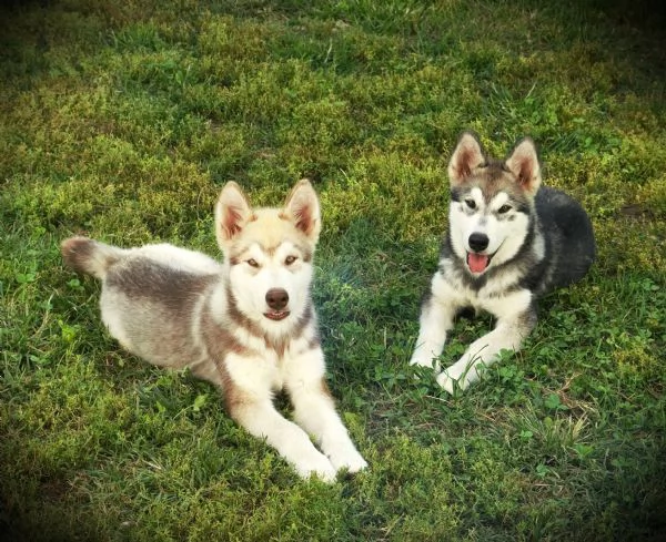 Cuccioli di alaskan malamute | Foto 4