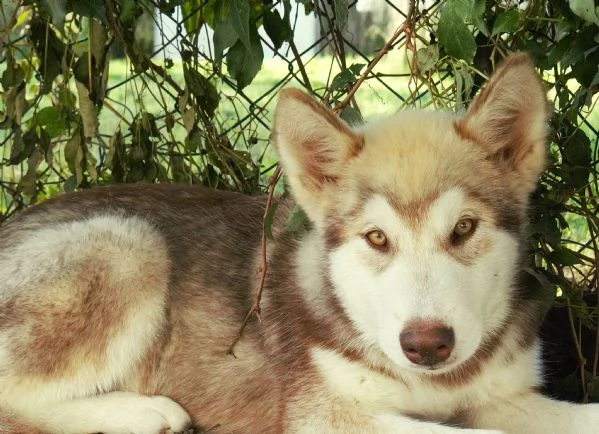 Cuccioli di alaskan malamute | Foto 3
