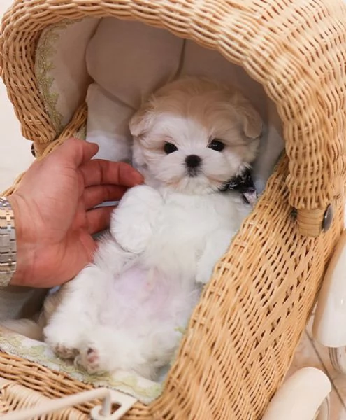 Cuccioli di Maltese toy in miniatura carini e affascinanti con pedigree