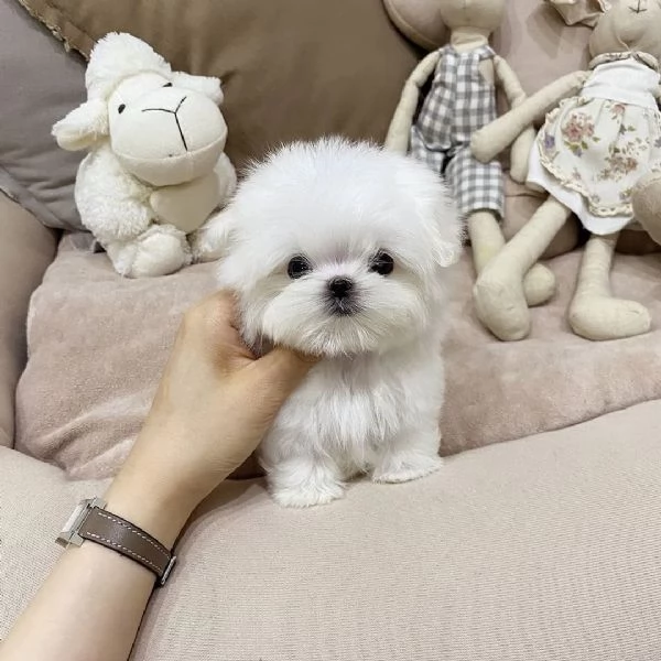 Cuccioli di Maltese toy in miniatura carini e affascinanti con pedigree | Foto 2
