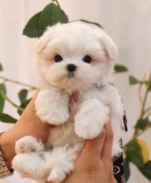 Cuccioli di Maltese toy in miniatura carini e affascinanti con pedigree | Foto 0