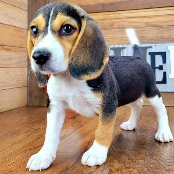 Adorabile cucciolo di beagle in adozione whatsapp hidden