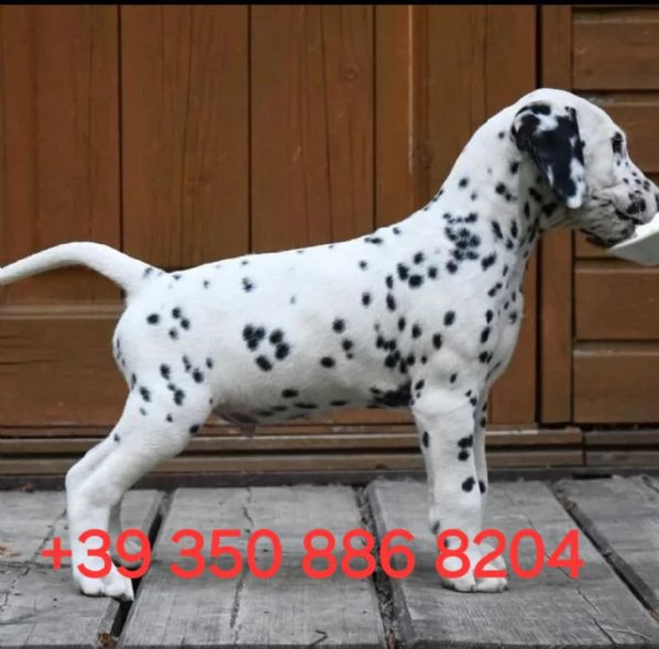 Adorabile cucciolo di dalmata in cerca di adozione hidden