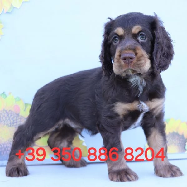 Adorabile cucciolo di cocker spaniel in cerca di adozione