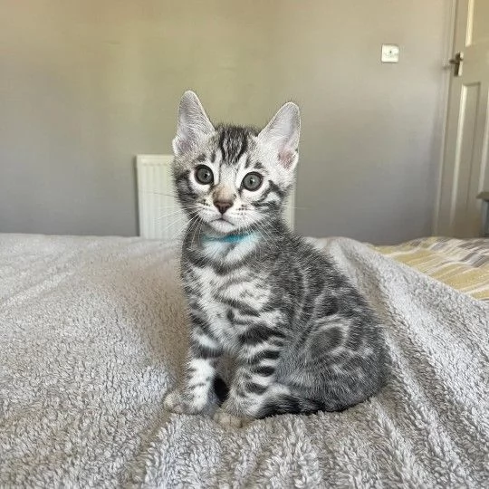 Adorabile gattino del Bengala in cerca di adozione hidden