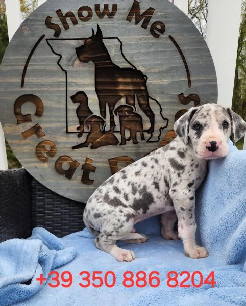 Adorabile cucciolo di alano in cerca di adozione hidden