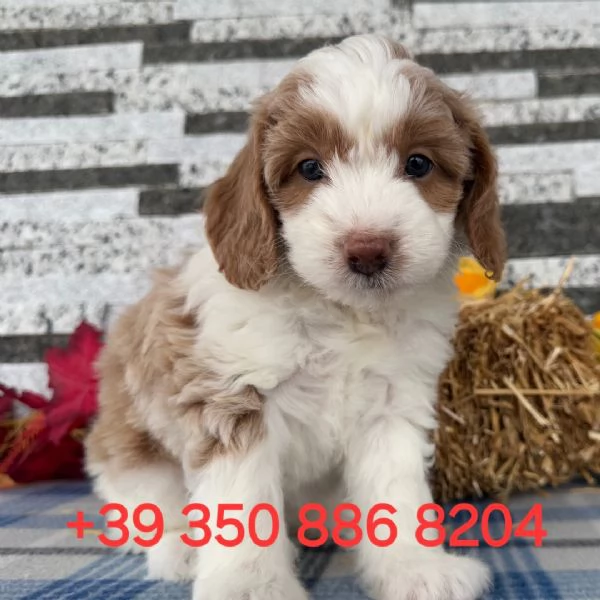 Adorabile cucciolo di Golden doodle in adozione hidden