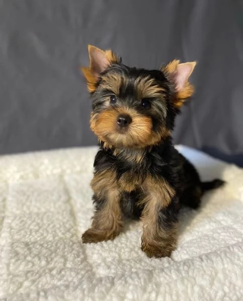 Adorabile cucciolo di yorkshire in cerca di adozione hidden
