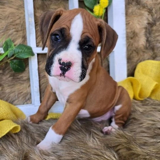 Cucciolo di Boxer sano in cerca di adozione hidden