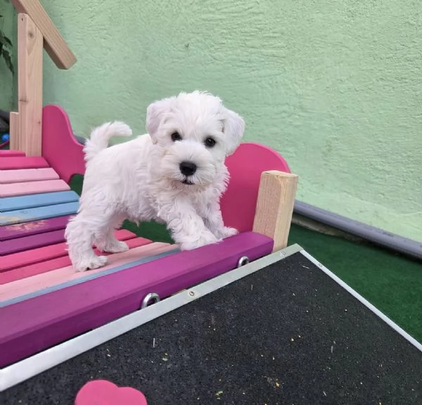 Adorabile cucciolo di schauzer in miniatura in cerca di adozione hidden