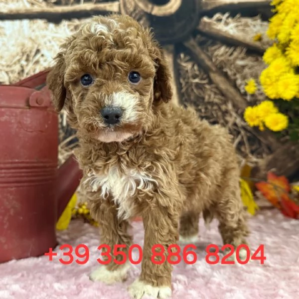 Adorabile cucciolo di Golden Doodle in cerca di adozione  hidden