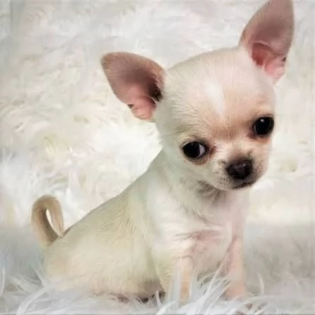 Chihuahua