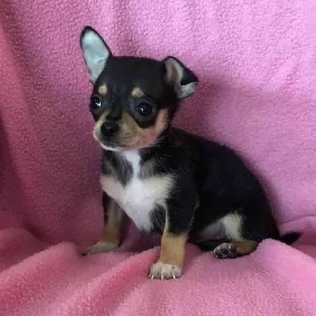 Chihuahua | Foto 1